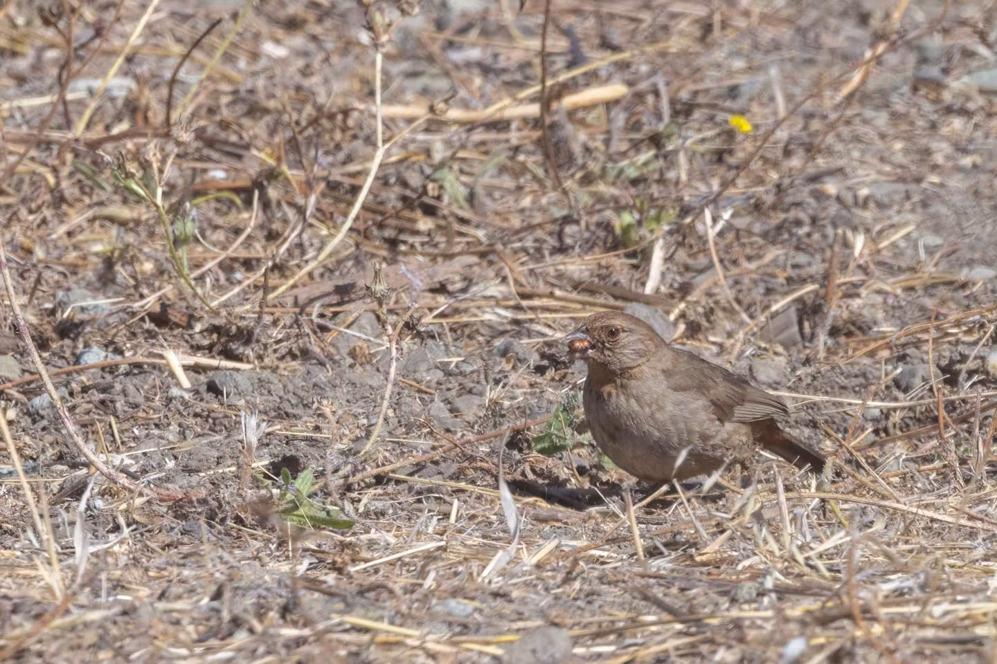 california towhee