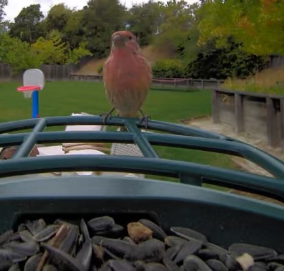 house finch