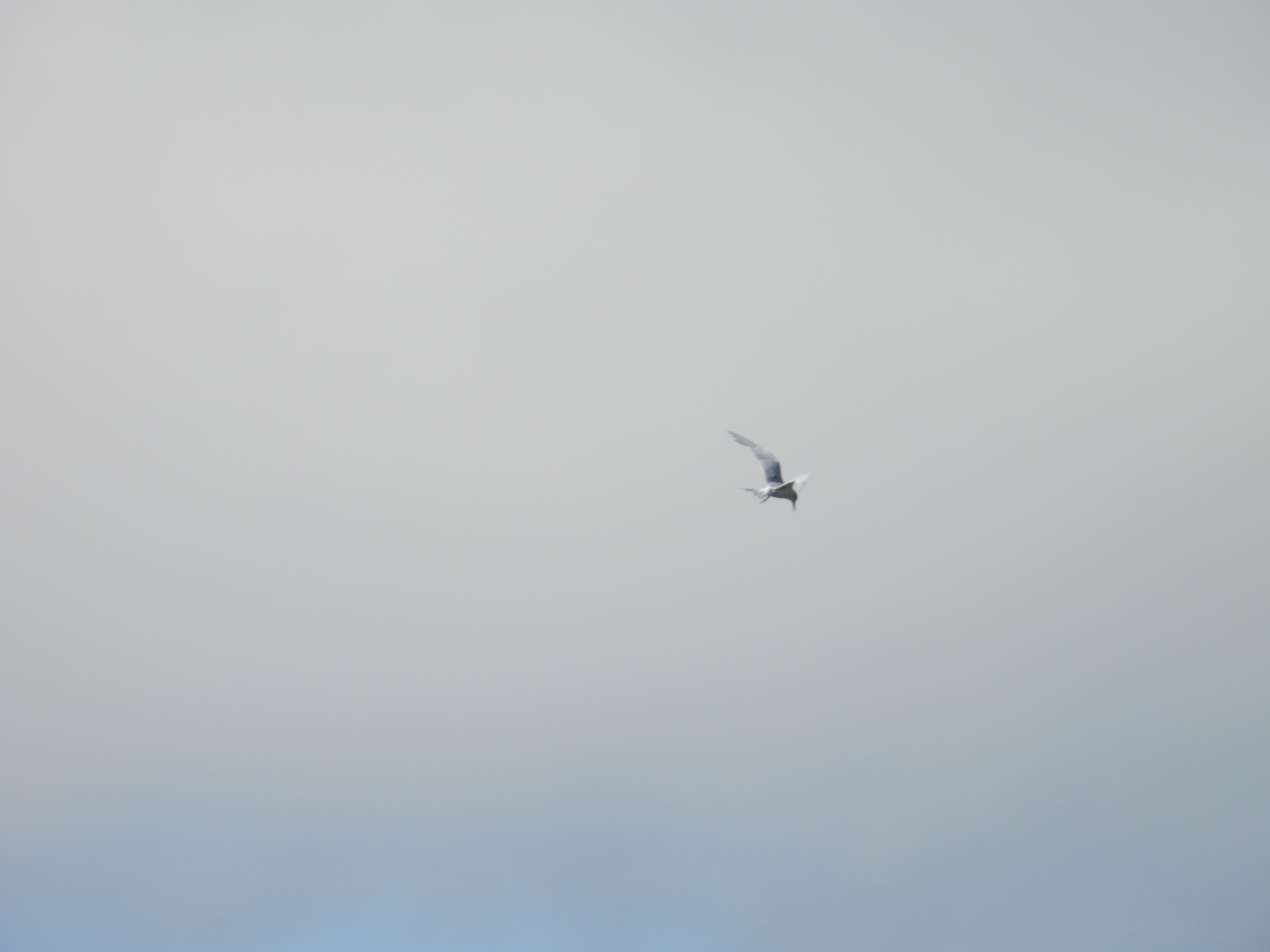 forster's tern