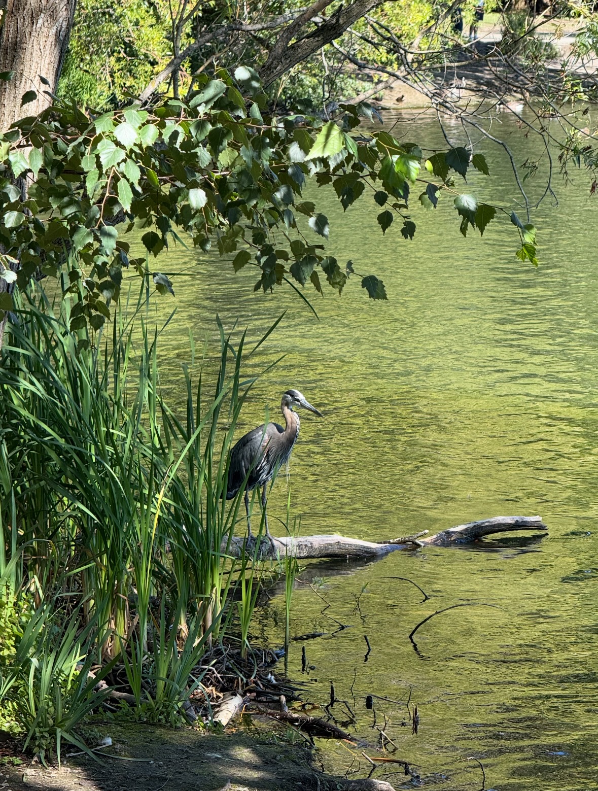 great blue heron
