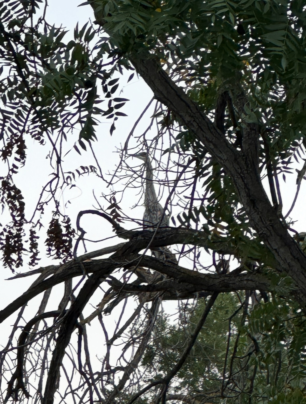 great blue heron