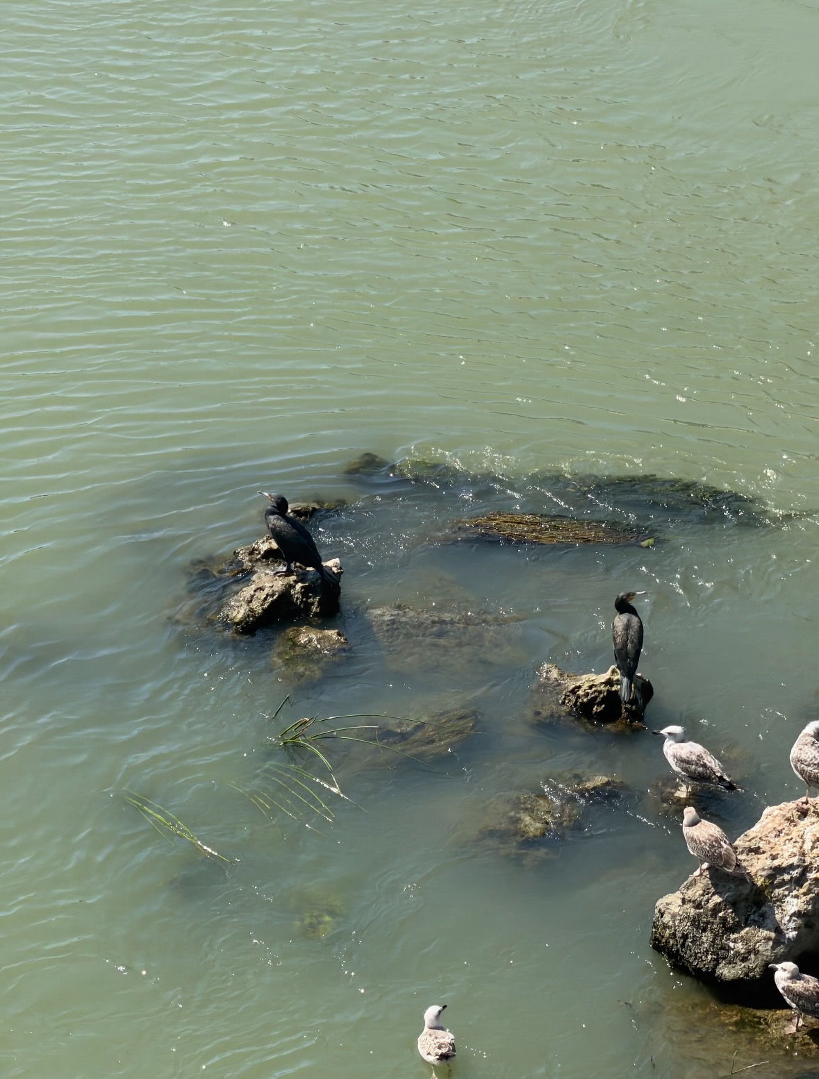 great cormorant