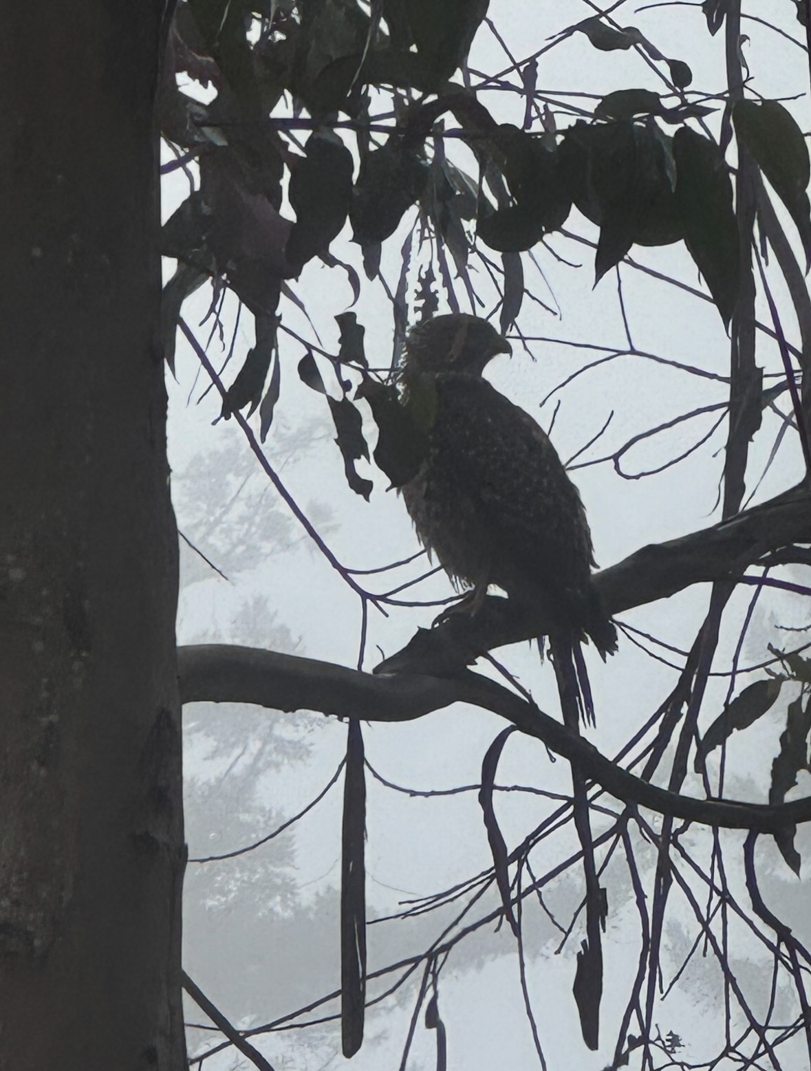 red-shouldered hawk (Buteo lineatus) 