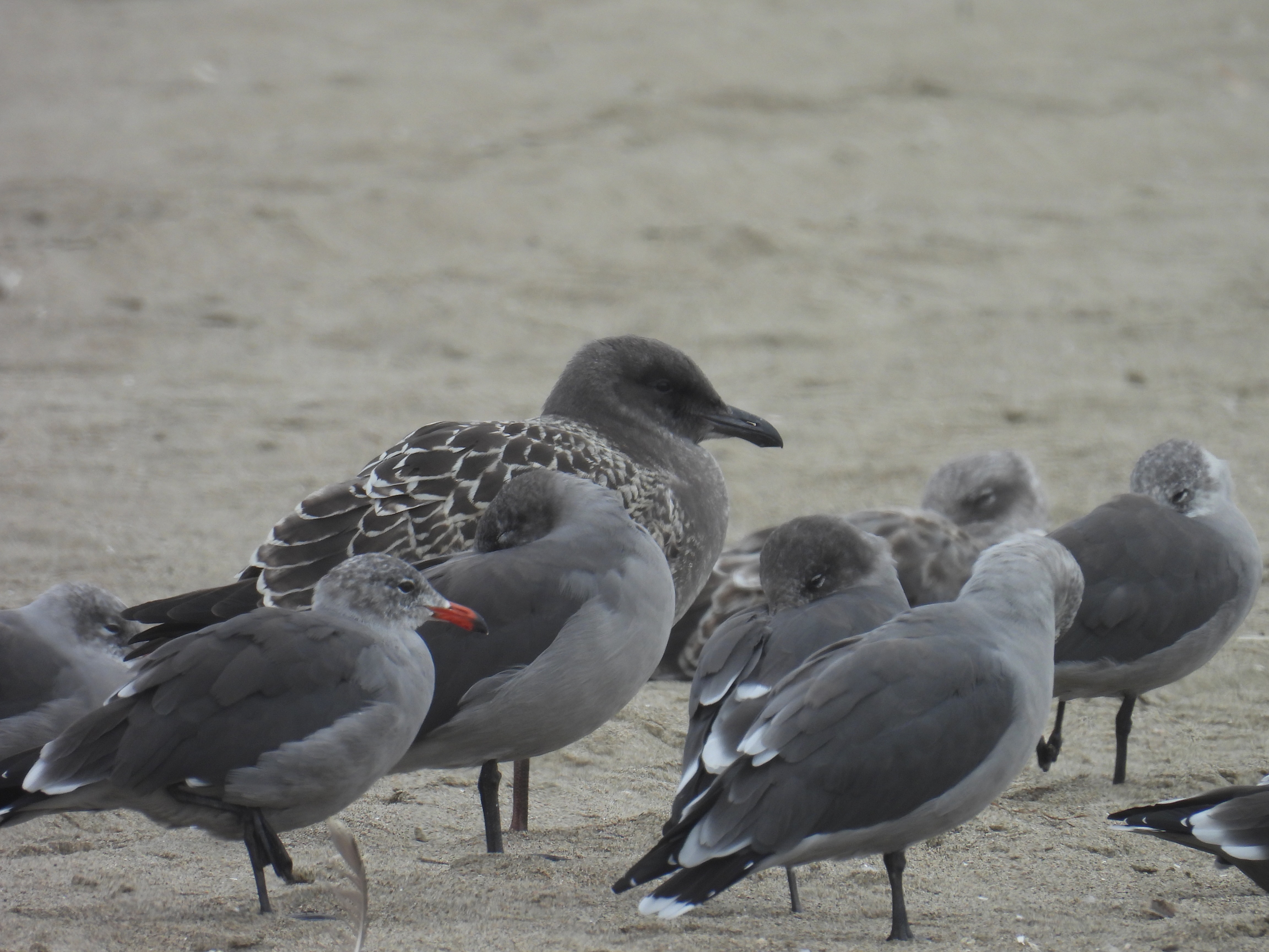 Heermann's gulls