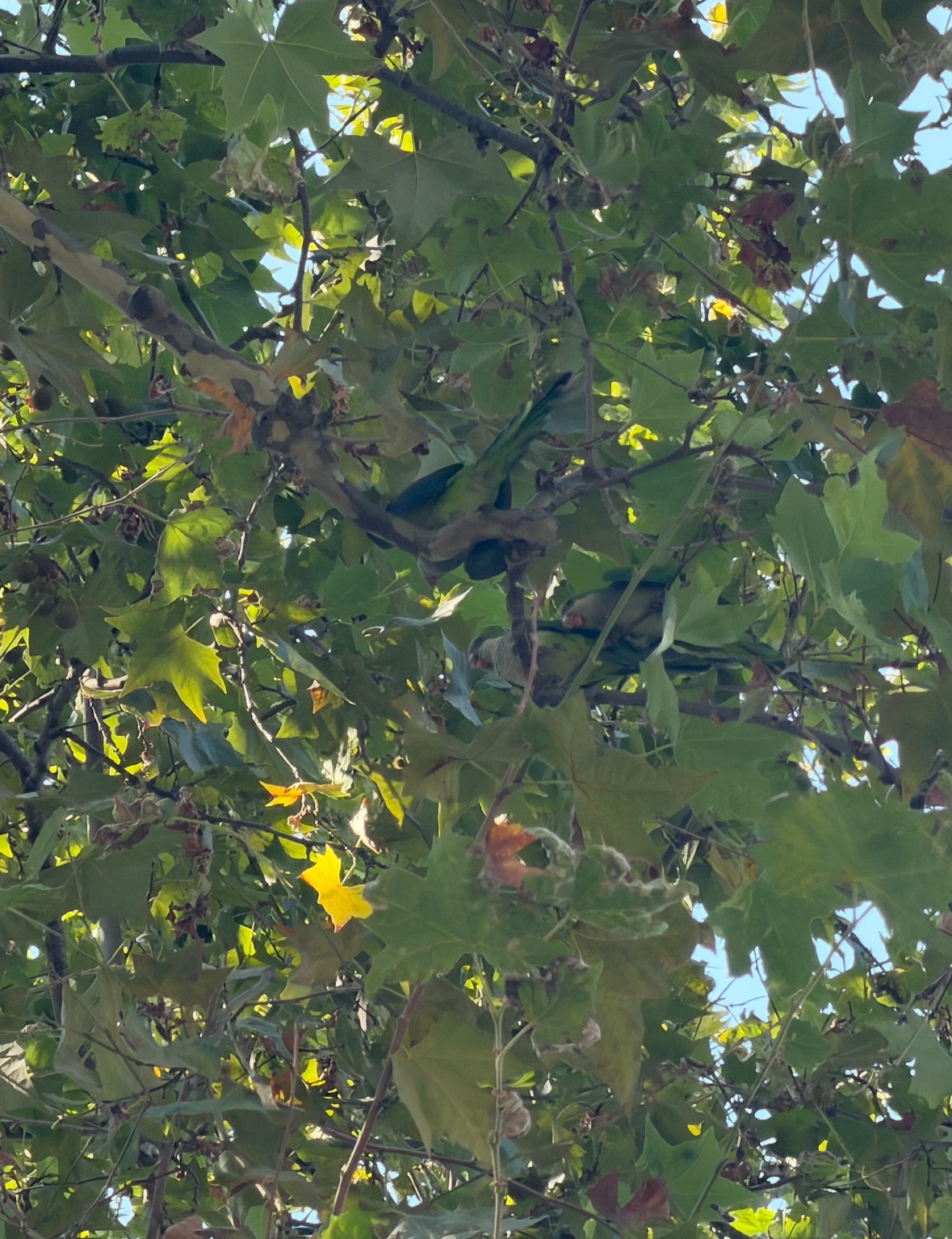 parrots