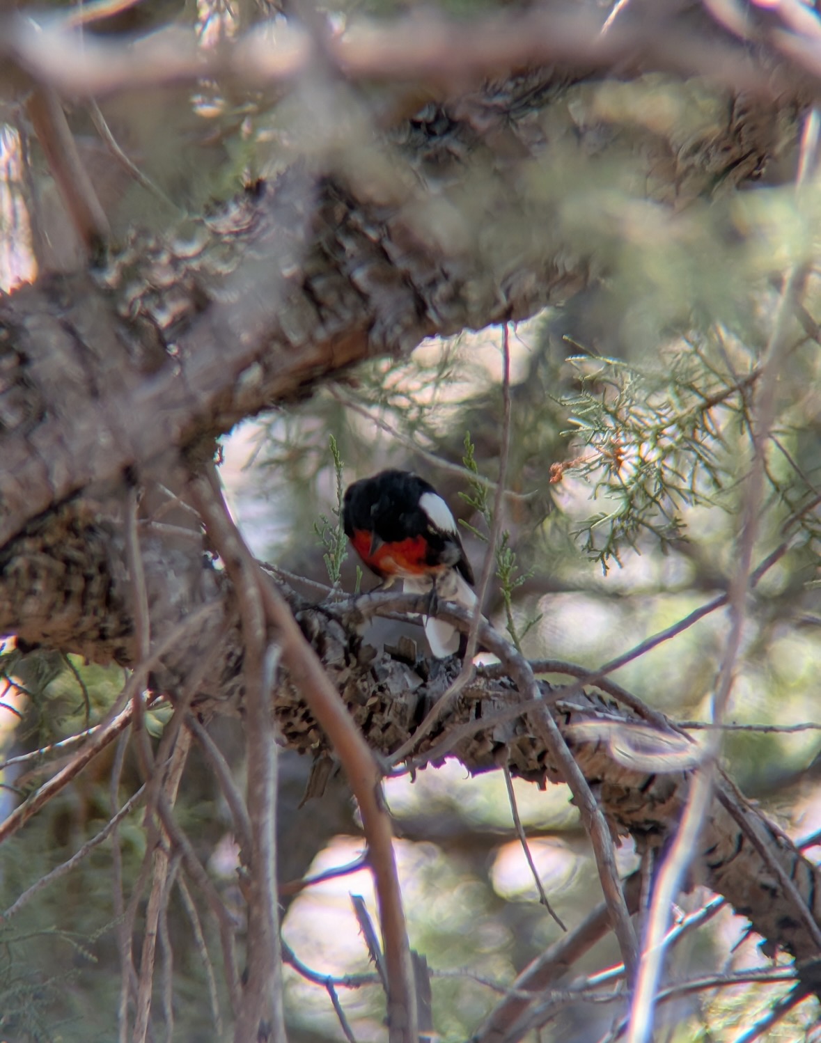 painted redstart