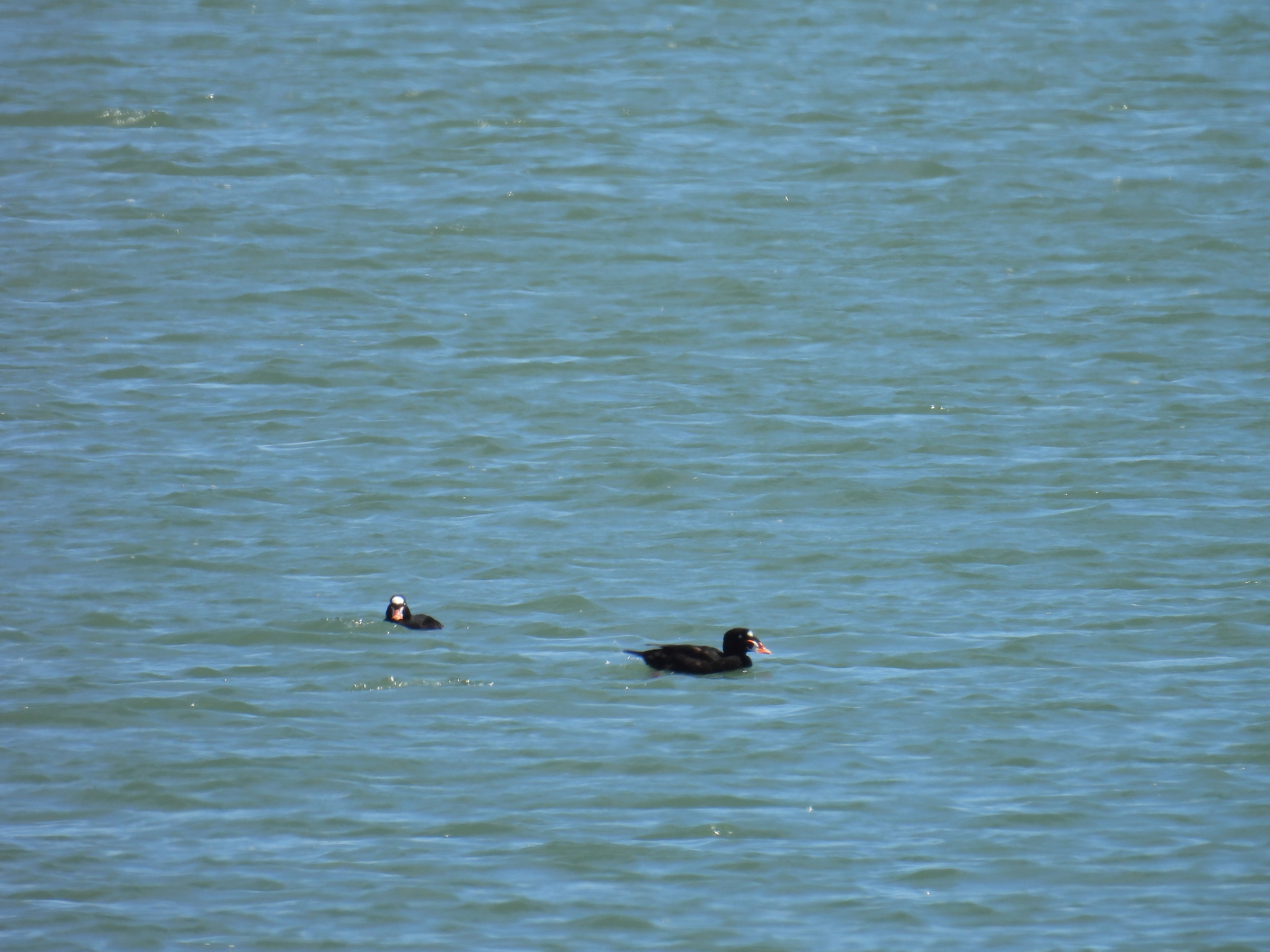 surf scoter