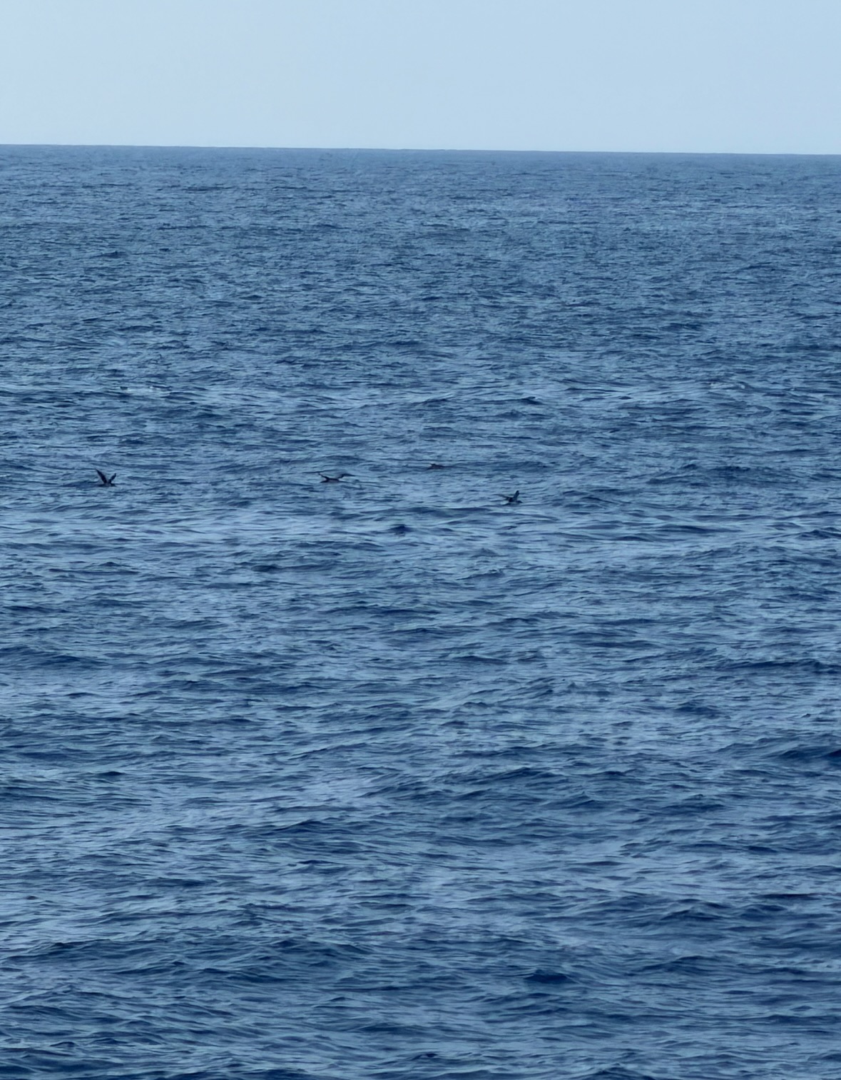 Scopoli's shearwater