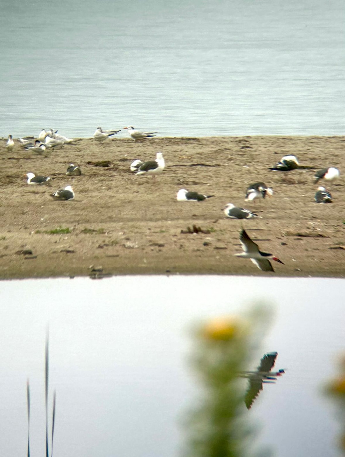 black skimmer