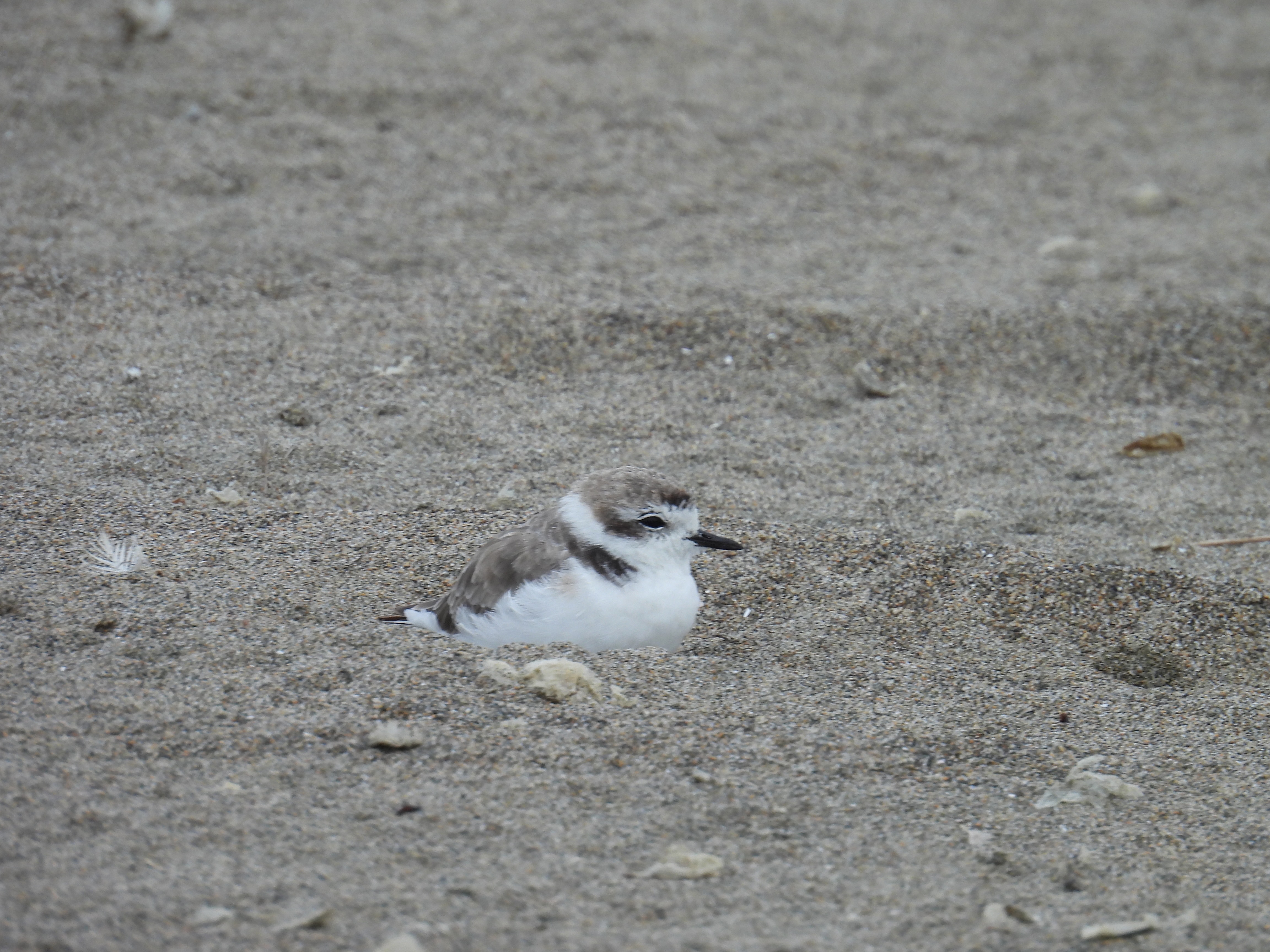 snowy plover