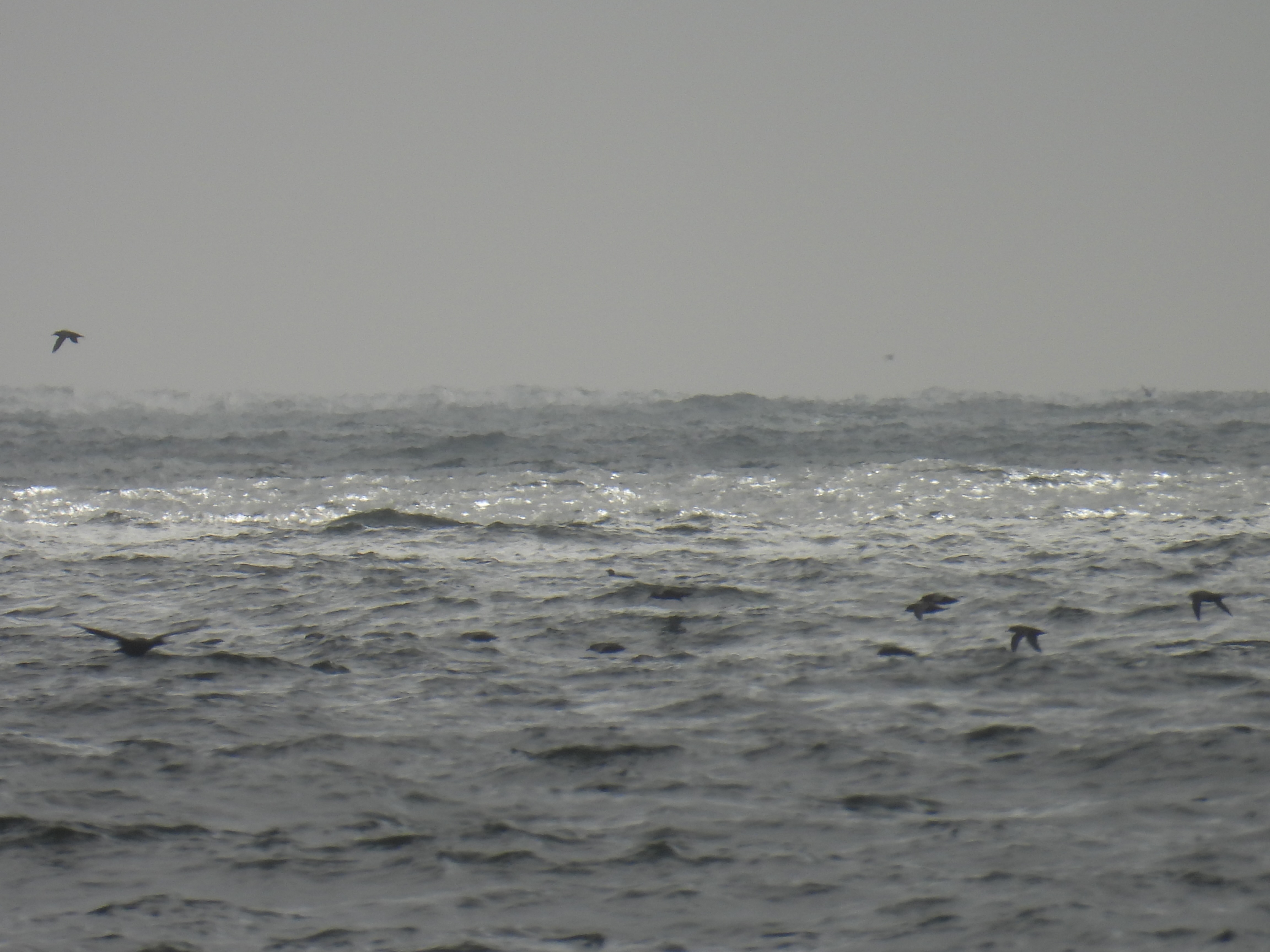 sooty shearwaters