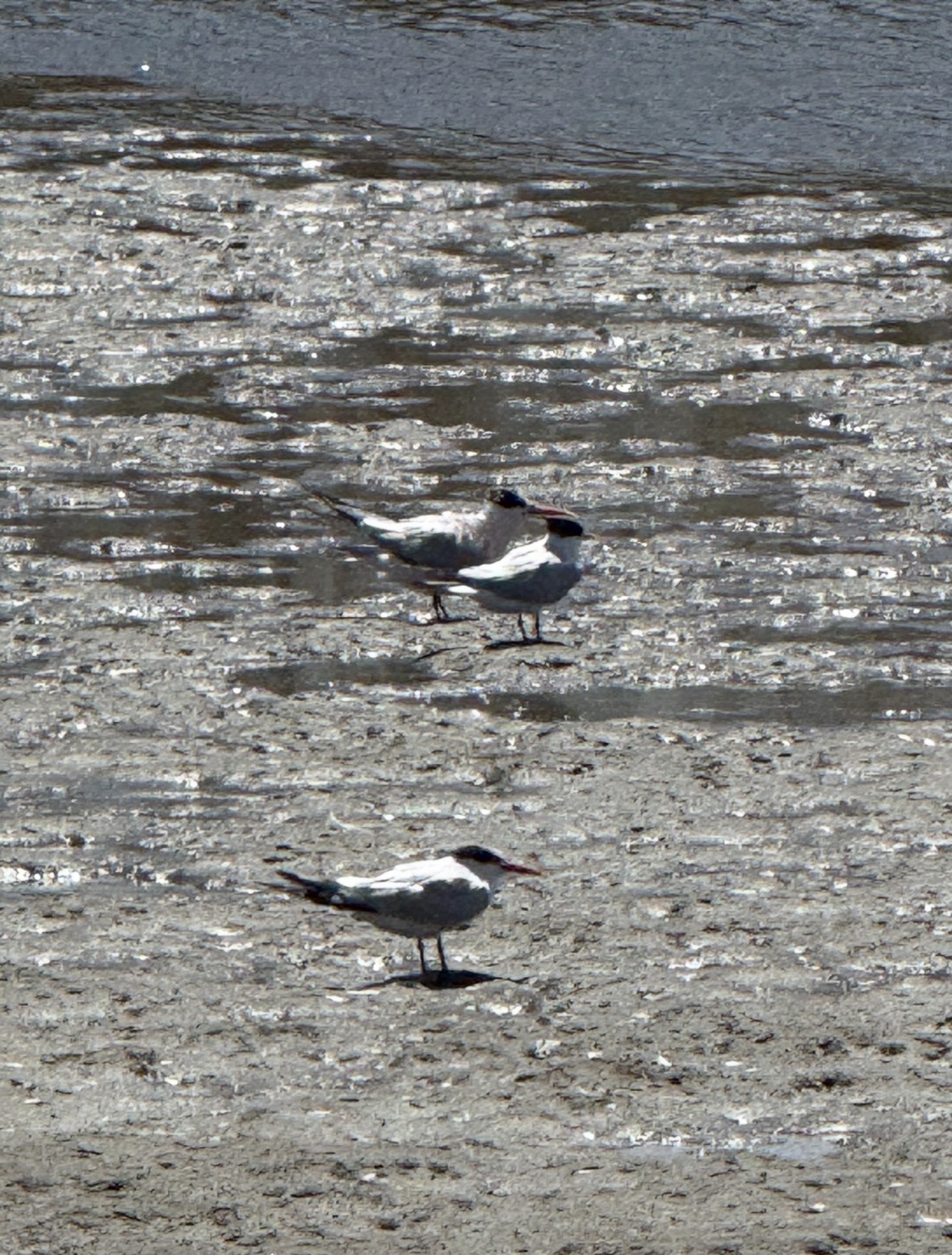 terns