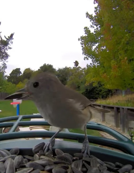 oak titmouse