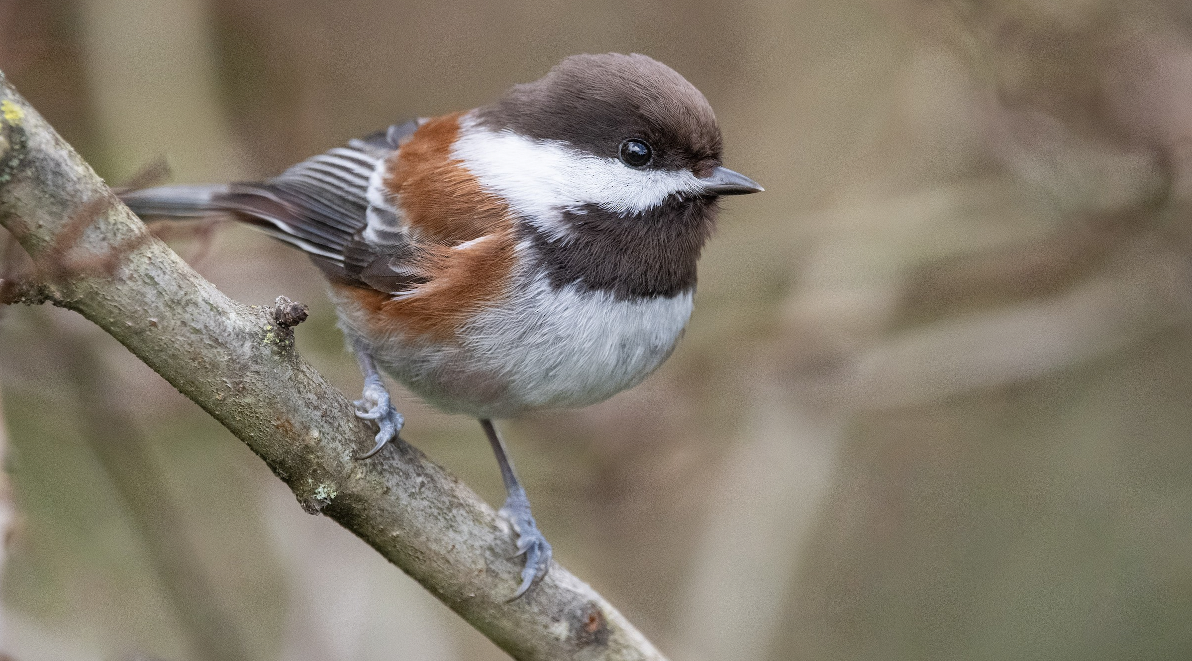 chickadee