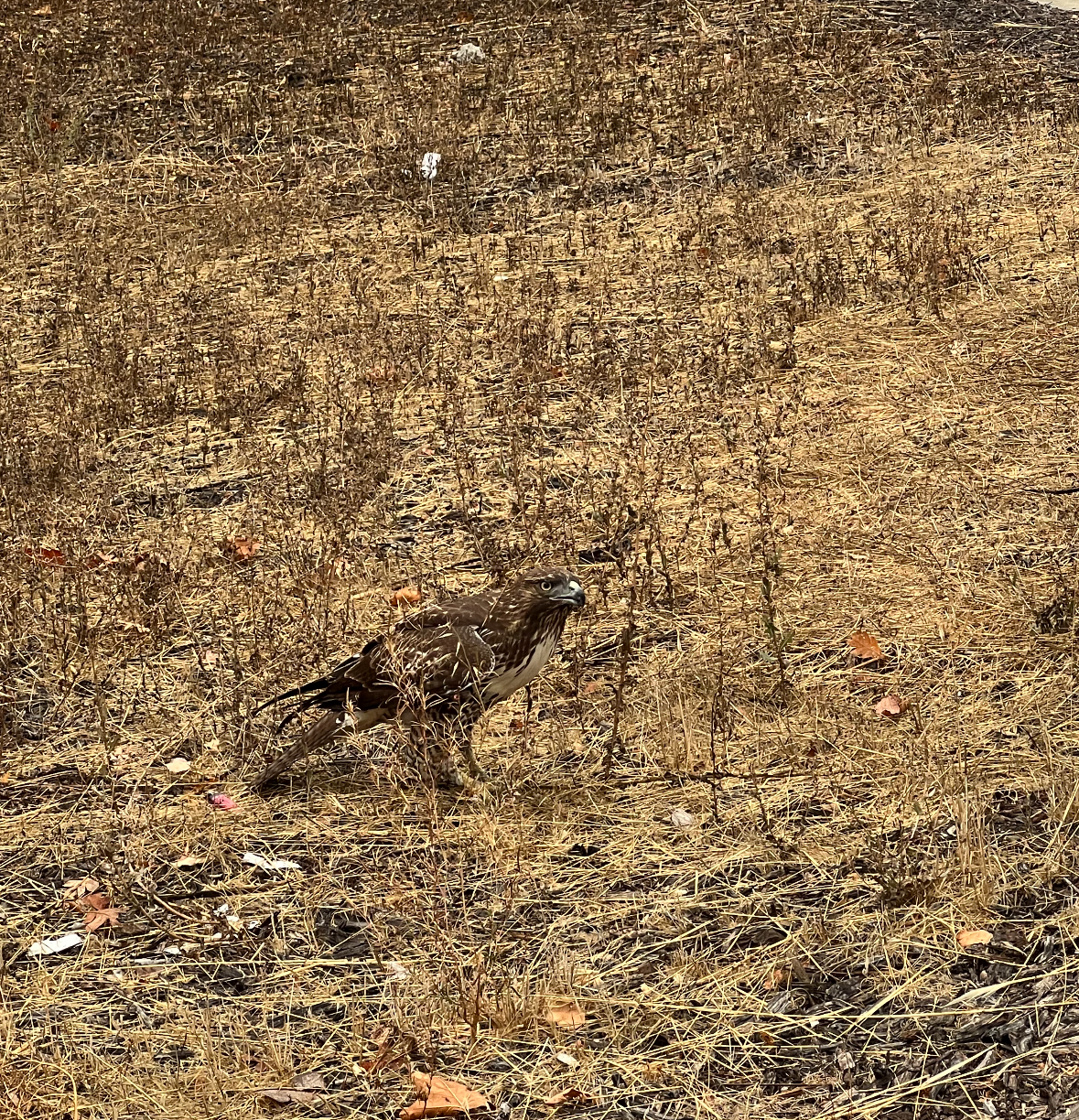 red-tailed hawk