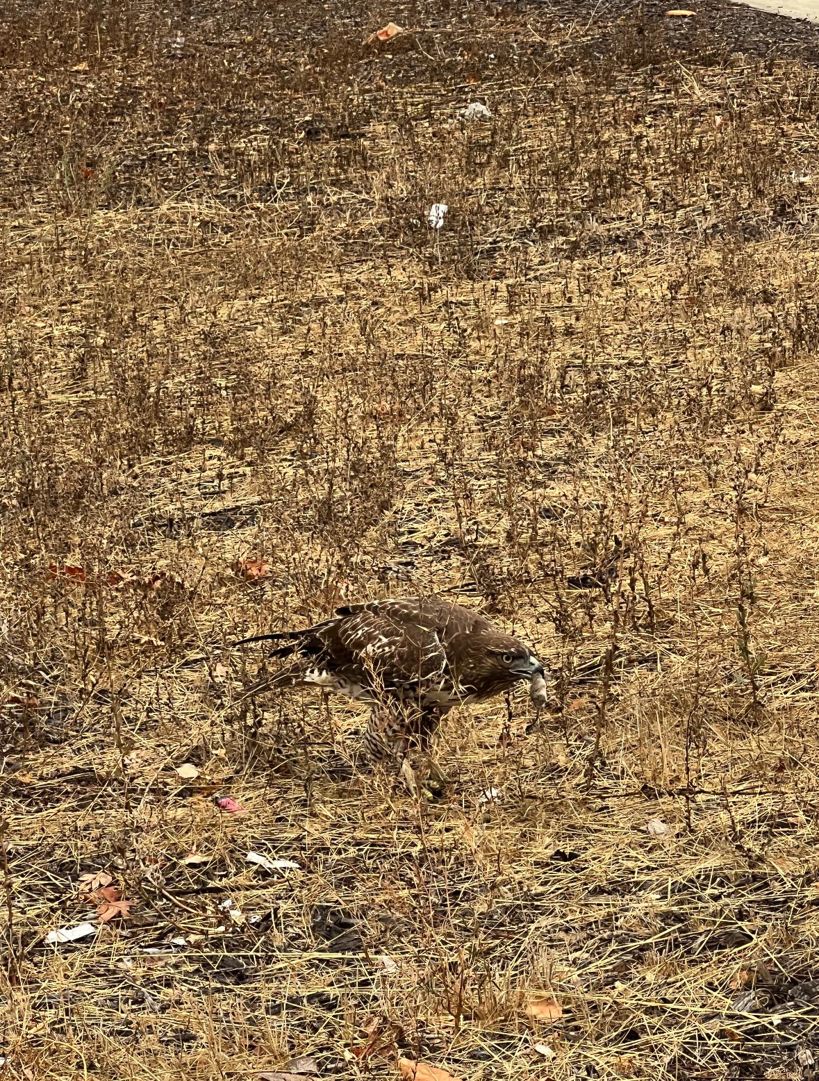 red-tailed hawk with prey