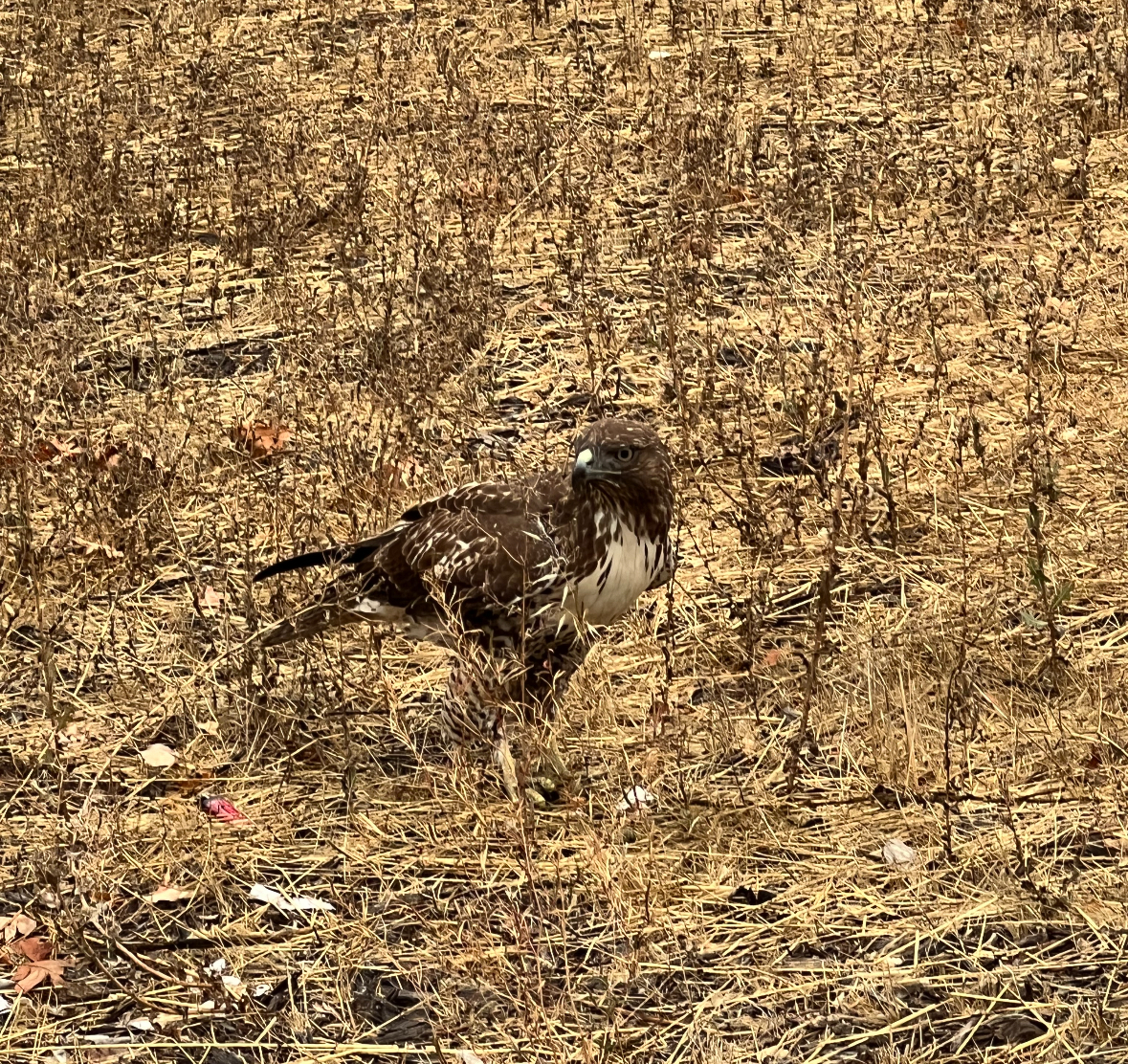 red-tailed hawk