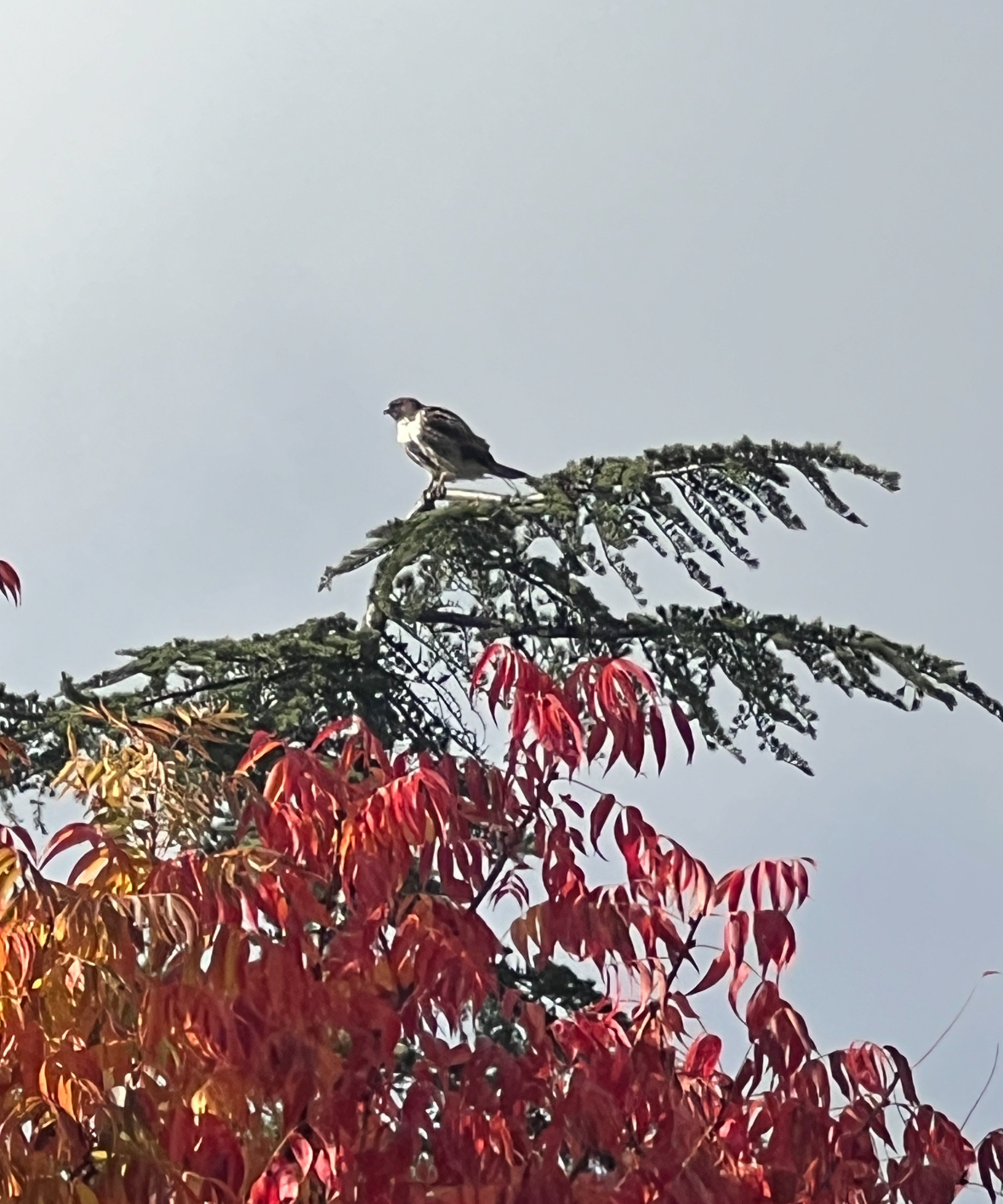 red-tailed hawk