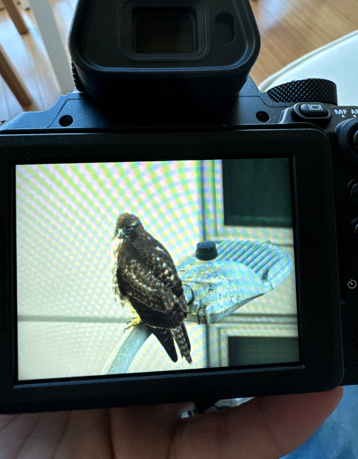 red-tailed hawk