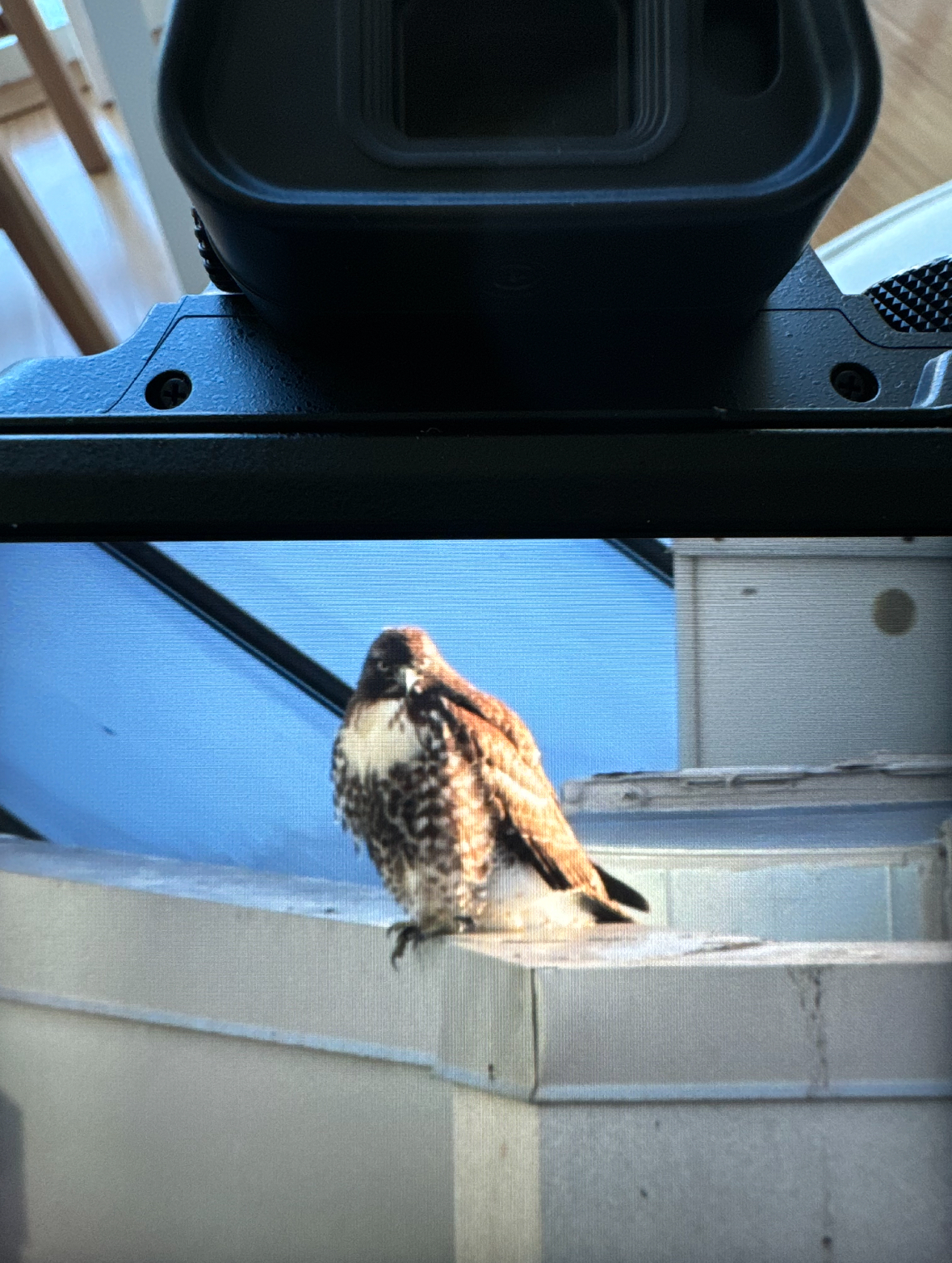 red-tailed hawk