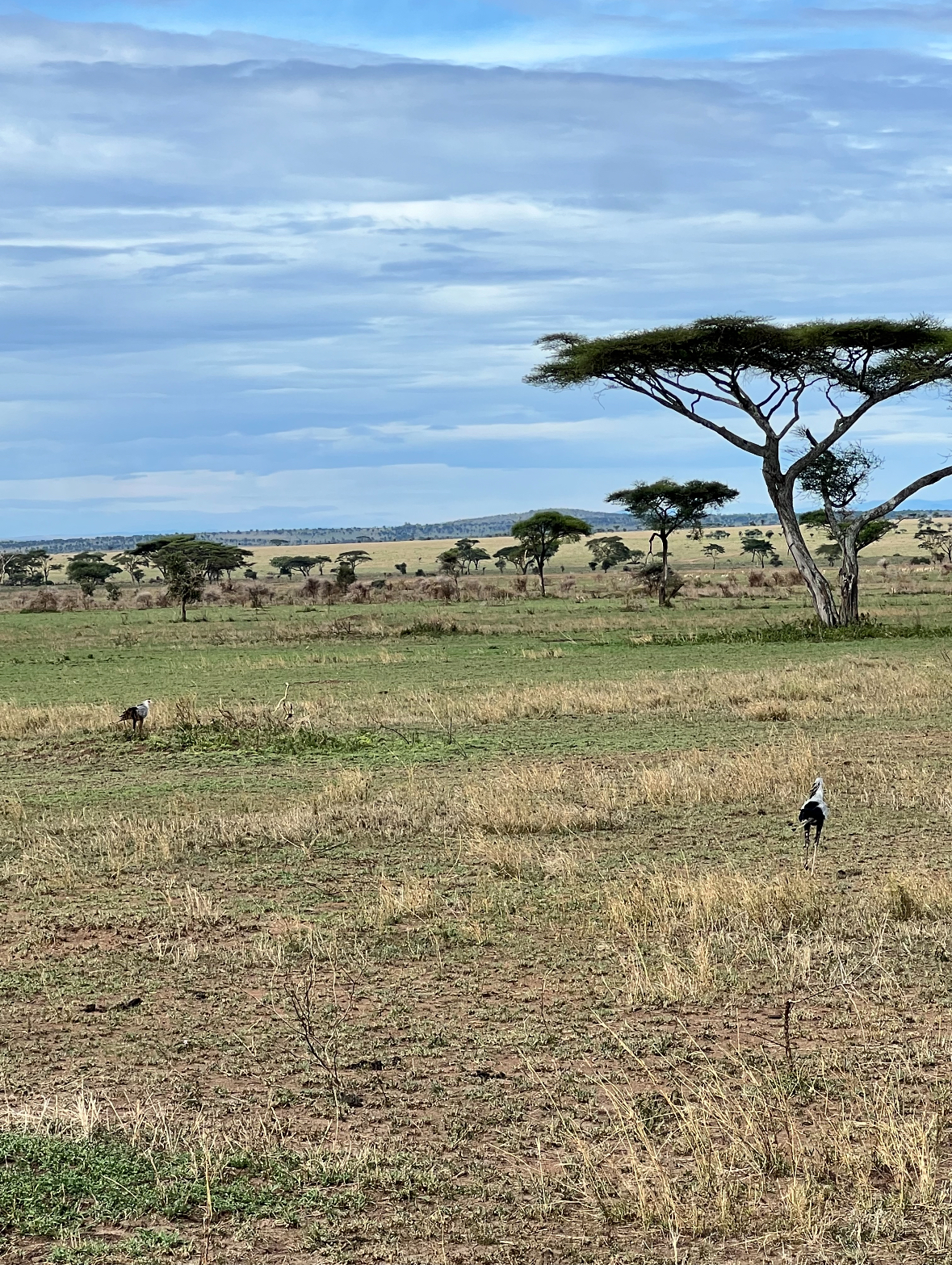 secretary bird in the serengeti