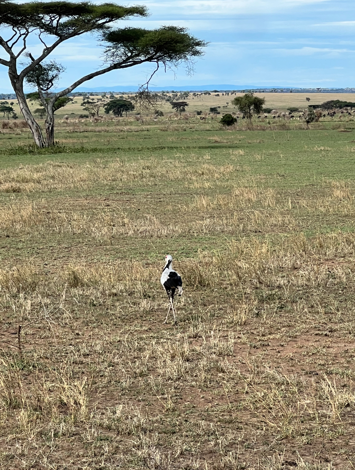 secretary bird