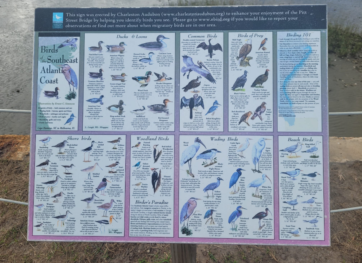 south carolina birding infographic