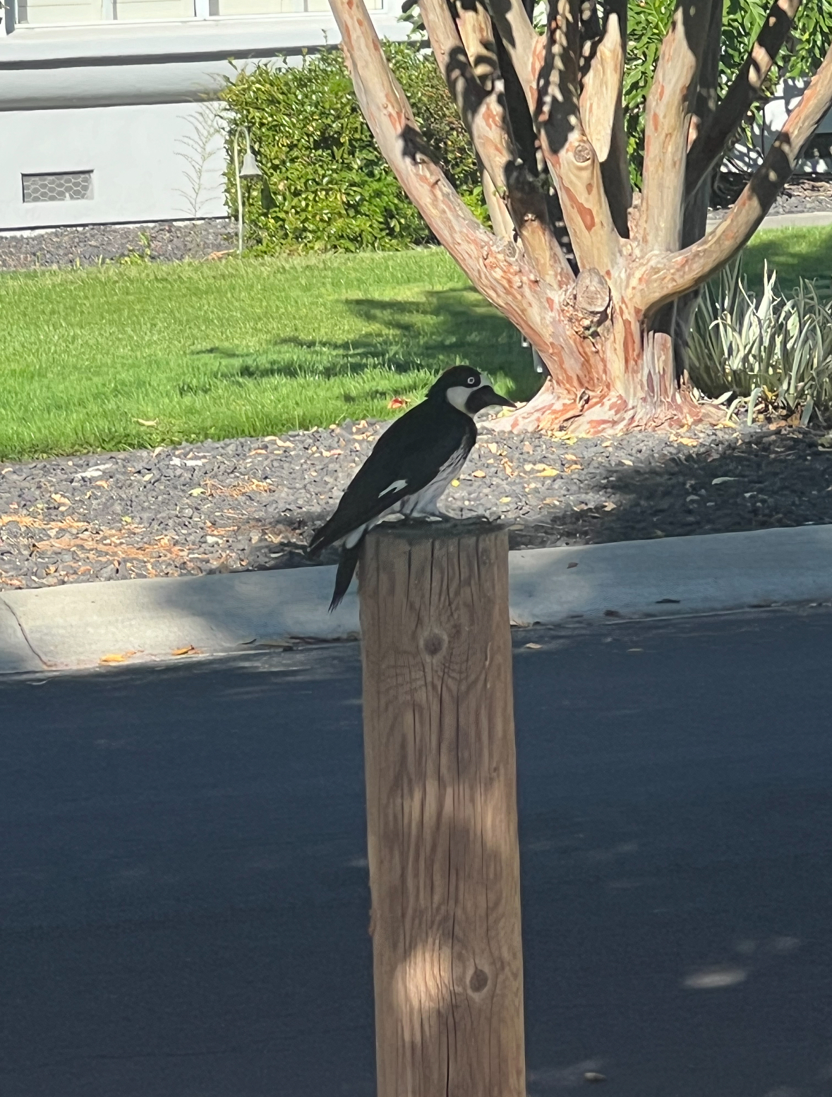 acorn woodpecker