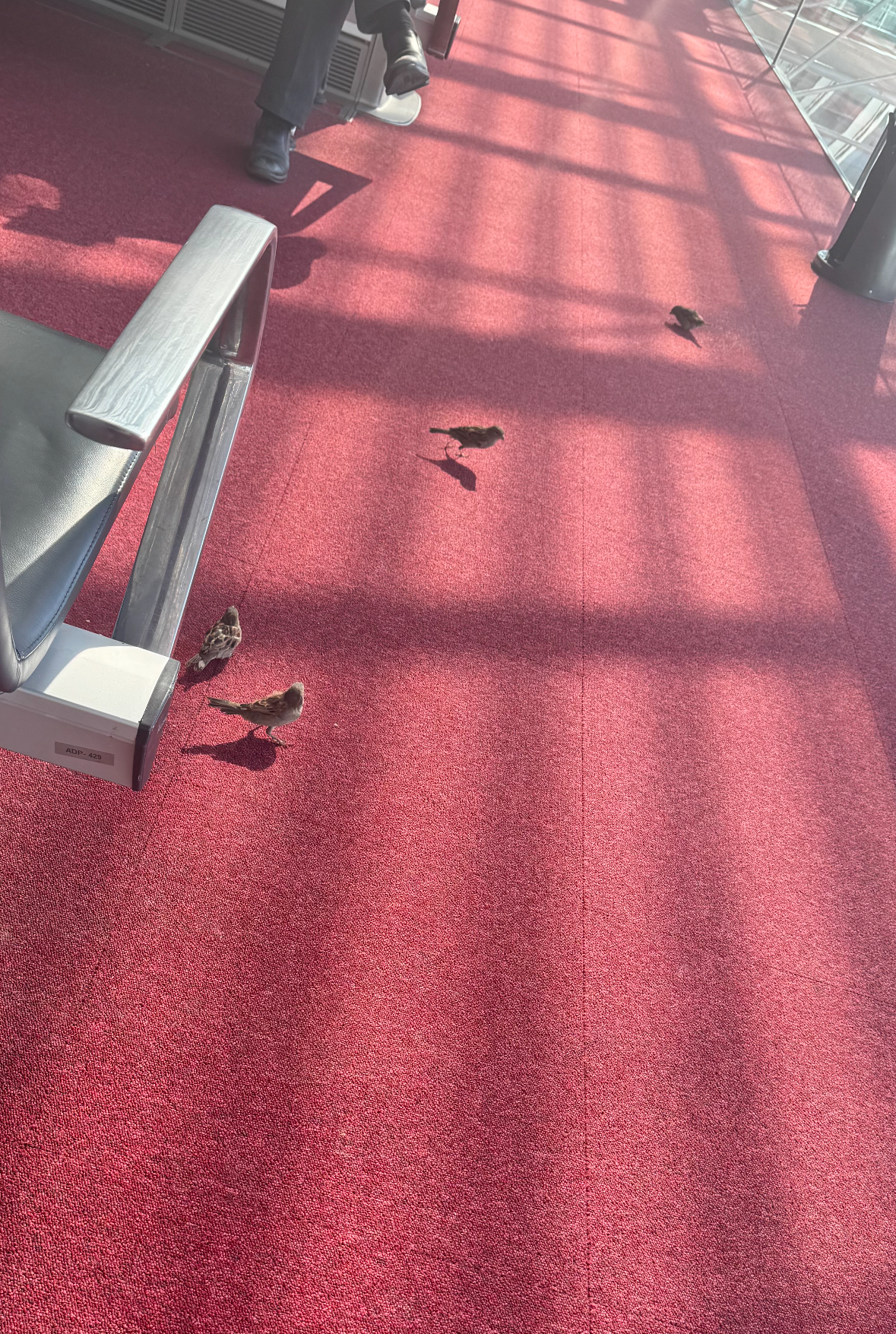 airport sparrows