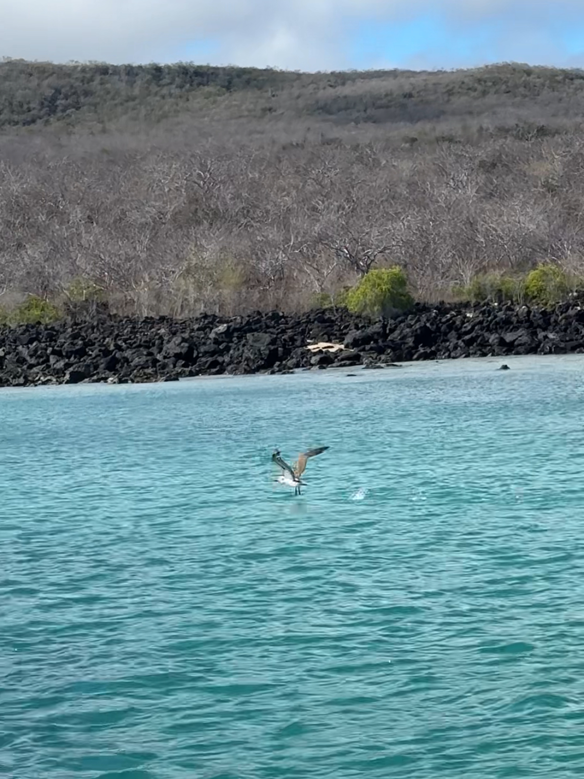 blue booby