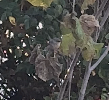 bushtit