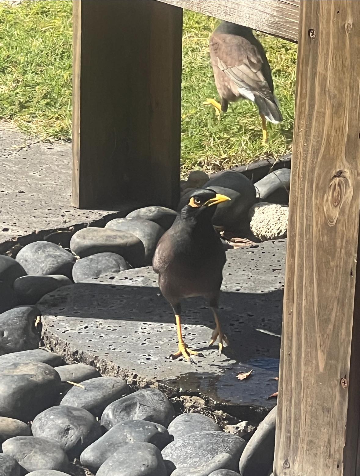 common myna