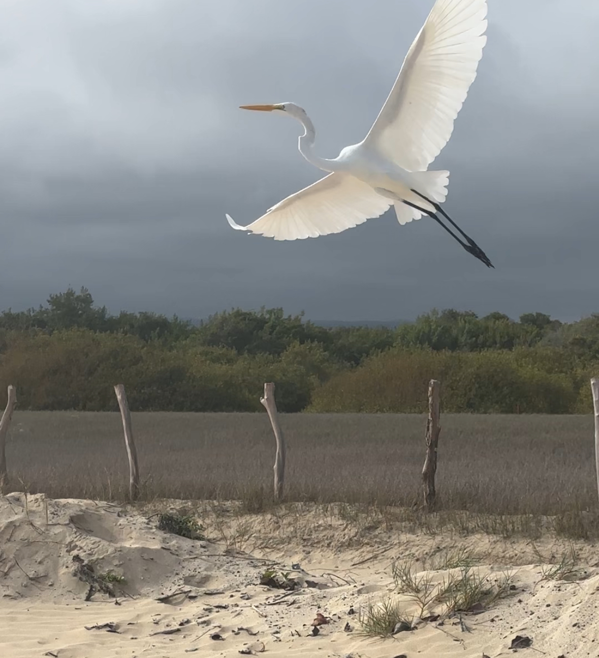 great egret