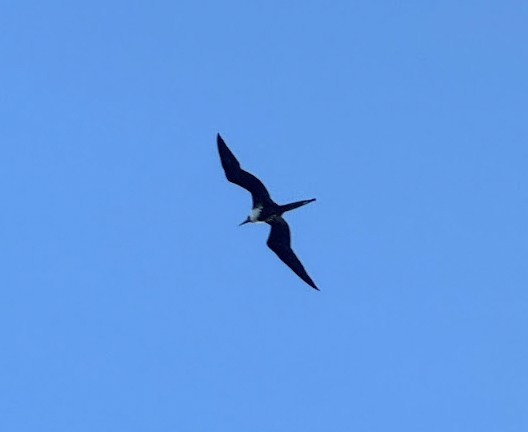 magnificent frigatebird