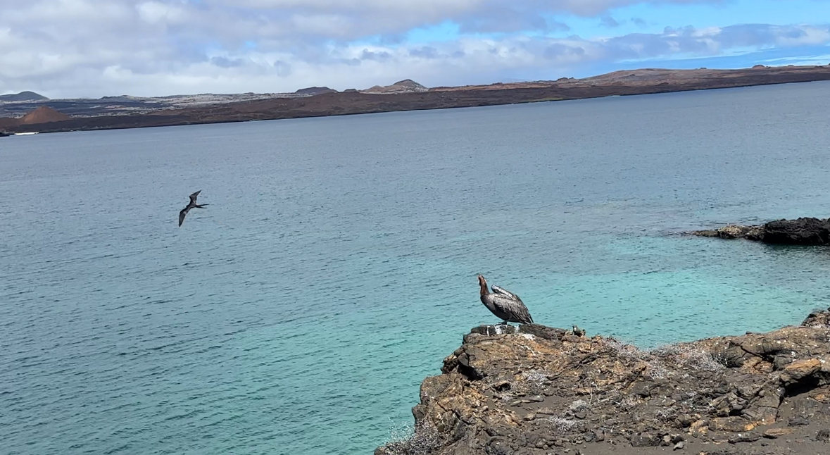 galapagos pelican and frigate