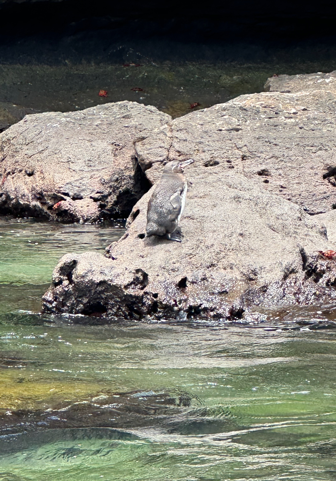 galapagos penguin