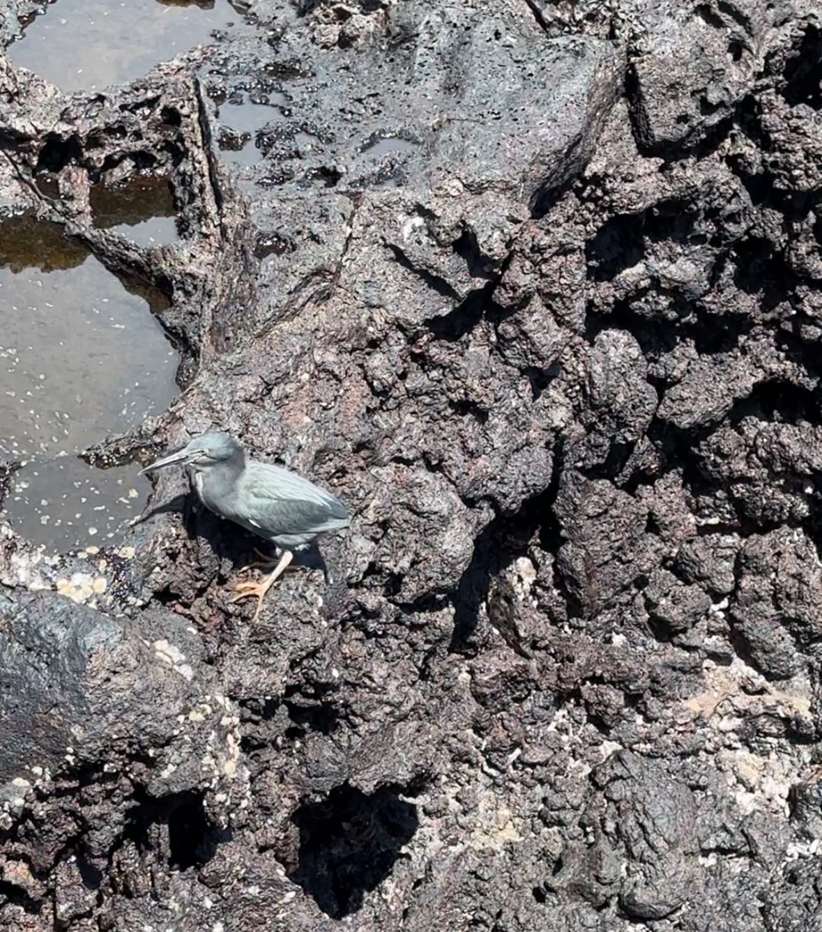 lava heron