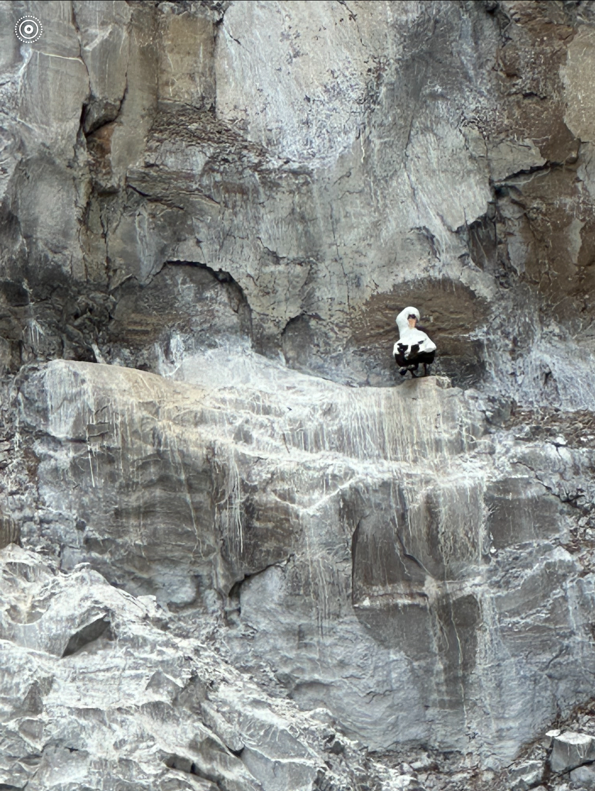 nazca booby