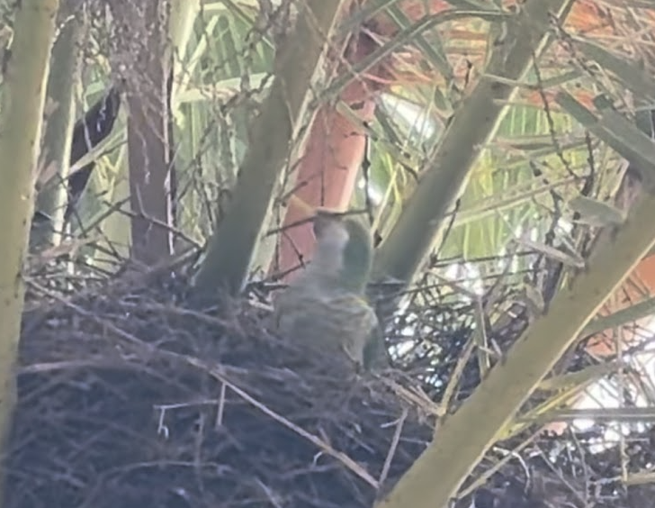 monk parakeets