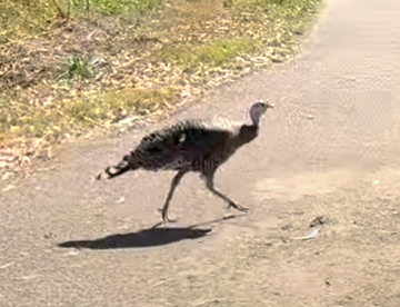 wild turkey