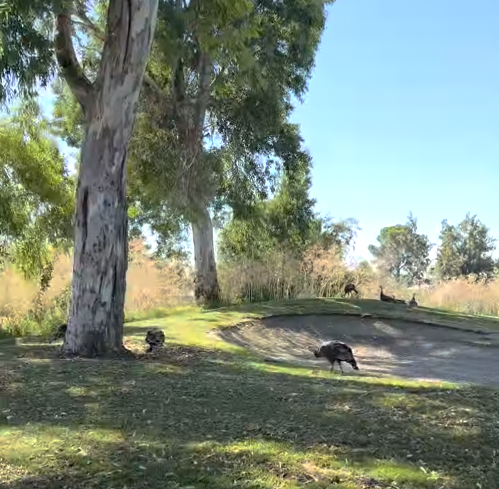 wild turkeys