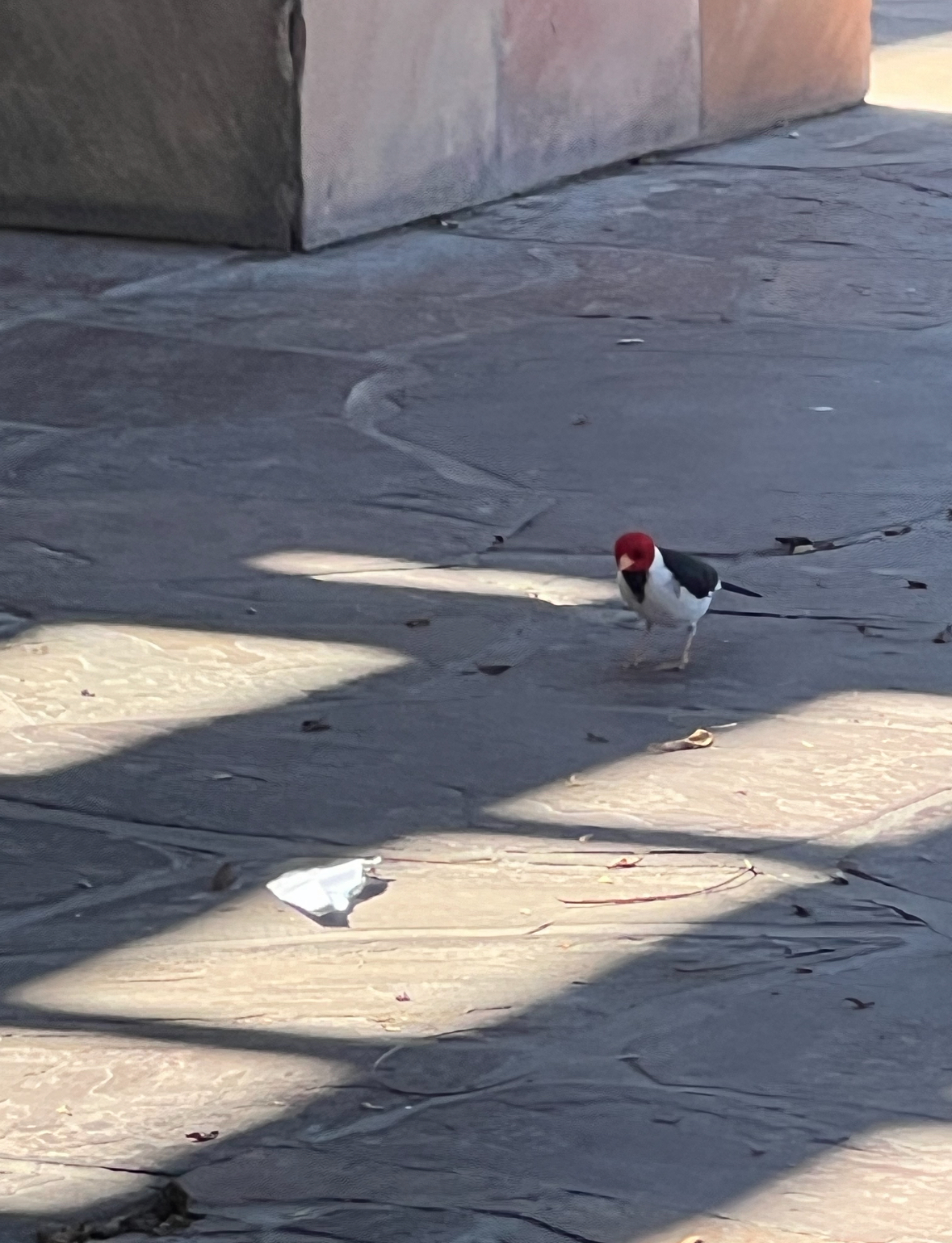 yellow-billed cardinal