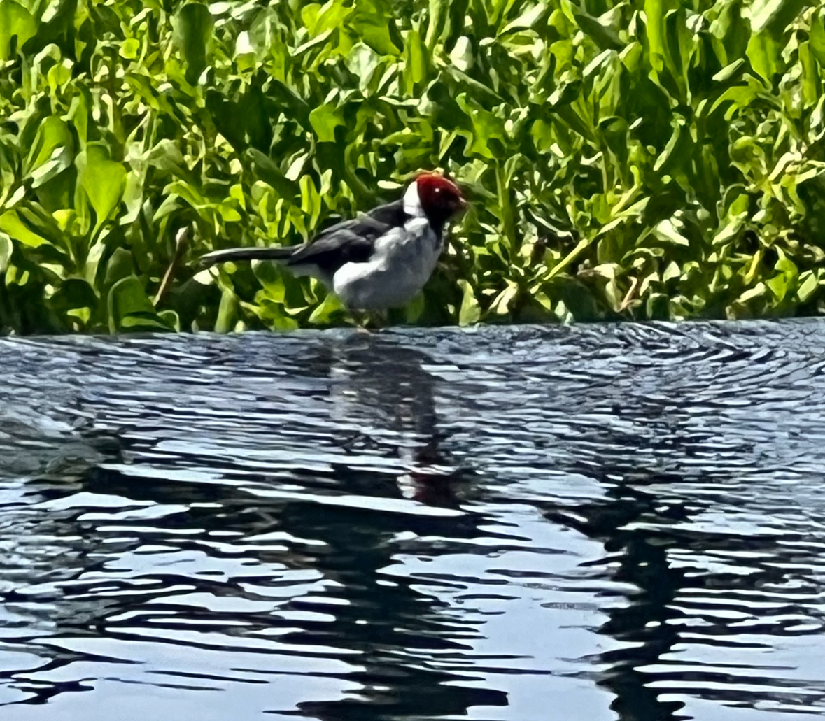 another yellow-billed cardinal