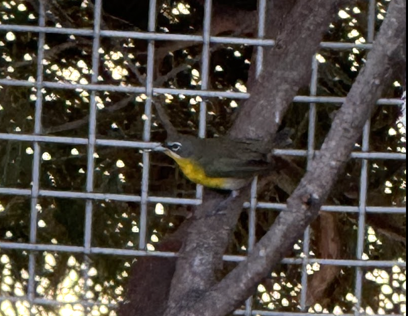 yellow-breasted chat