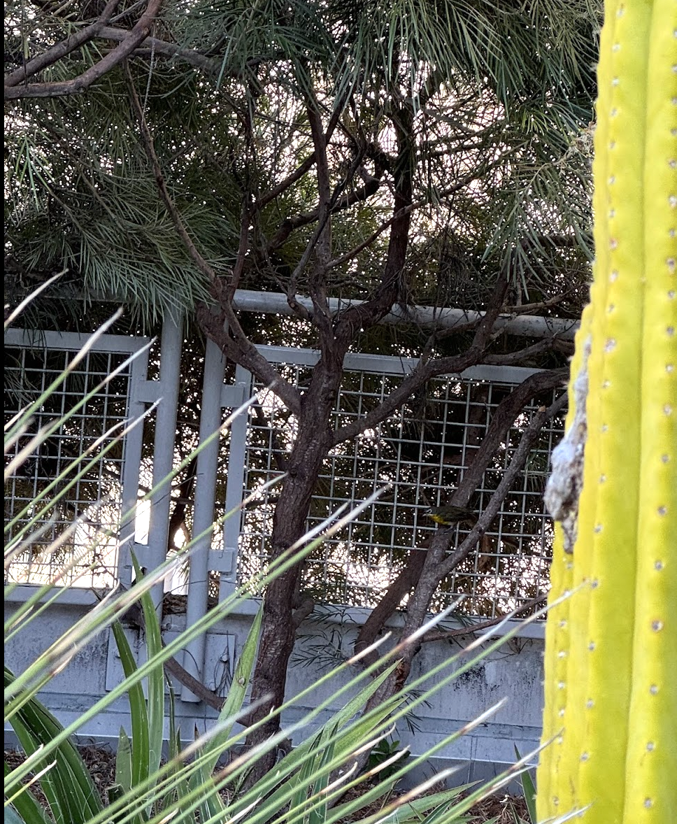 yellow-breasted chat park habitat